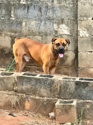 1+ year Male Purebred Boerboel