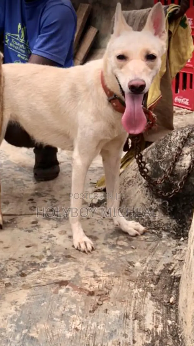 1+ year Female Purebred German Shepherd in Ado-Odo/Ota Dogs