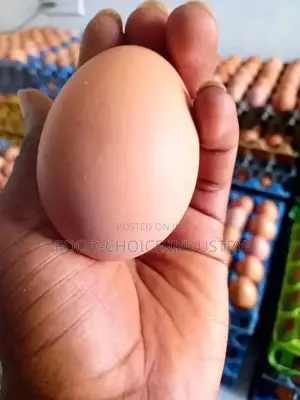 Fresh Farm Eggs (Up to 1000+ Crates Capacity)