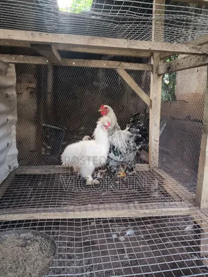 Silkie Brahma Exotic Chicken