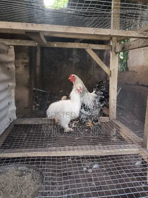 Silkie Brahma Exotic Chicken