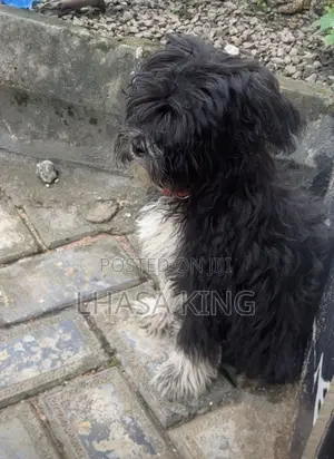 1-3 months Male Purebred Lhasa Apso