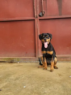 3-6 months Female Purebred Rottweiler