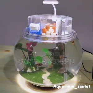 Fish Bowl With Aquascape