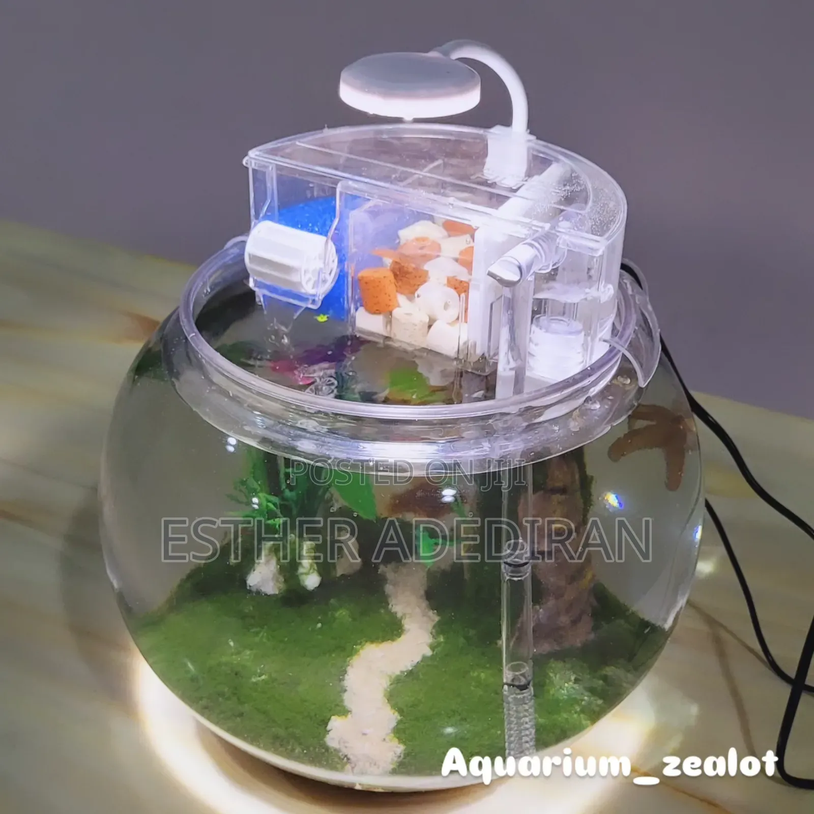 Fish Bowl With Aquascape