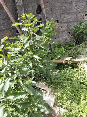 1,300sqm (2 Plots ) Facing 2 Streets Ijegun Ikotun Axis
