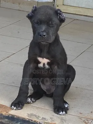 1-3 months Male Purebred Cane Corso