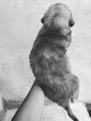 1-3 months Female Purebred Caucasian Shepherd