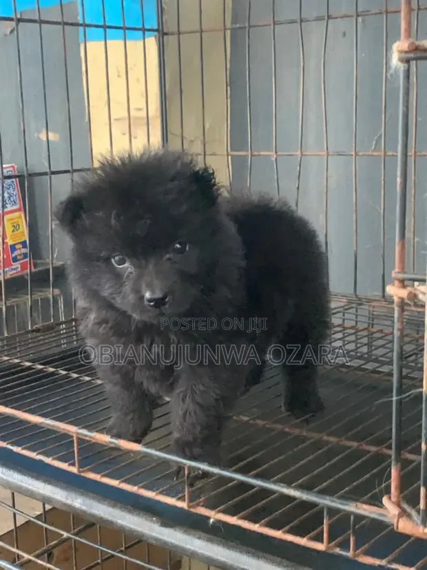1-3 months Female Purebred Chow Chow in Egbeda Dogs Puppies