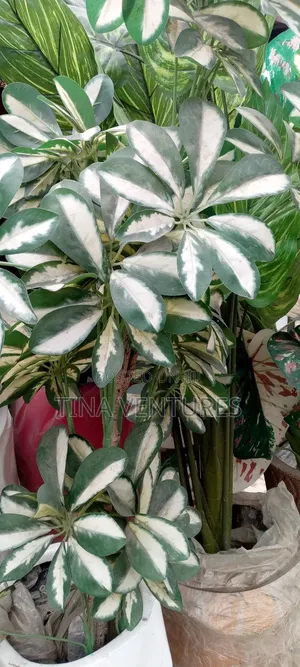 ‎Artificial Flower and Pot Set ( Fine Quality)