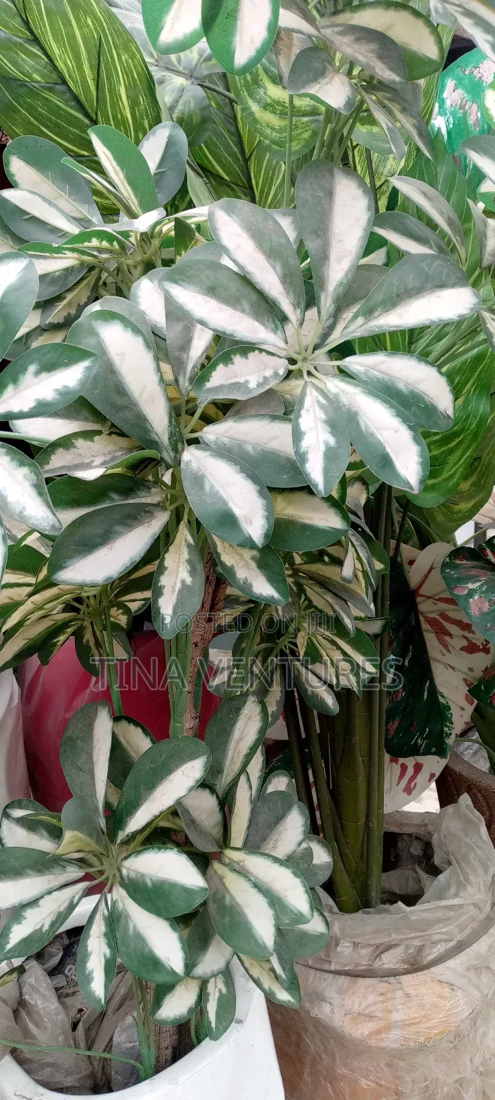 ‎Artificial Flower and Pot Set ( Fine Quality)