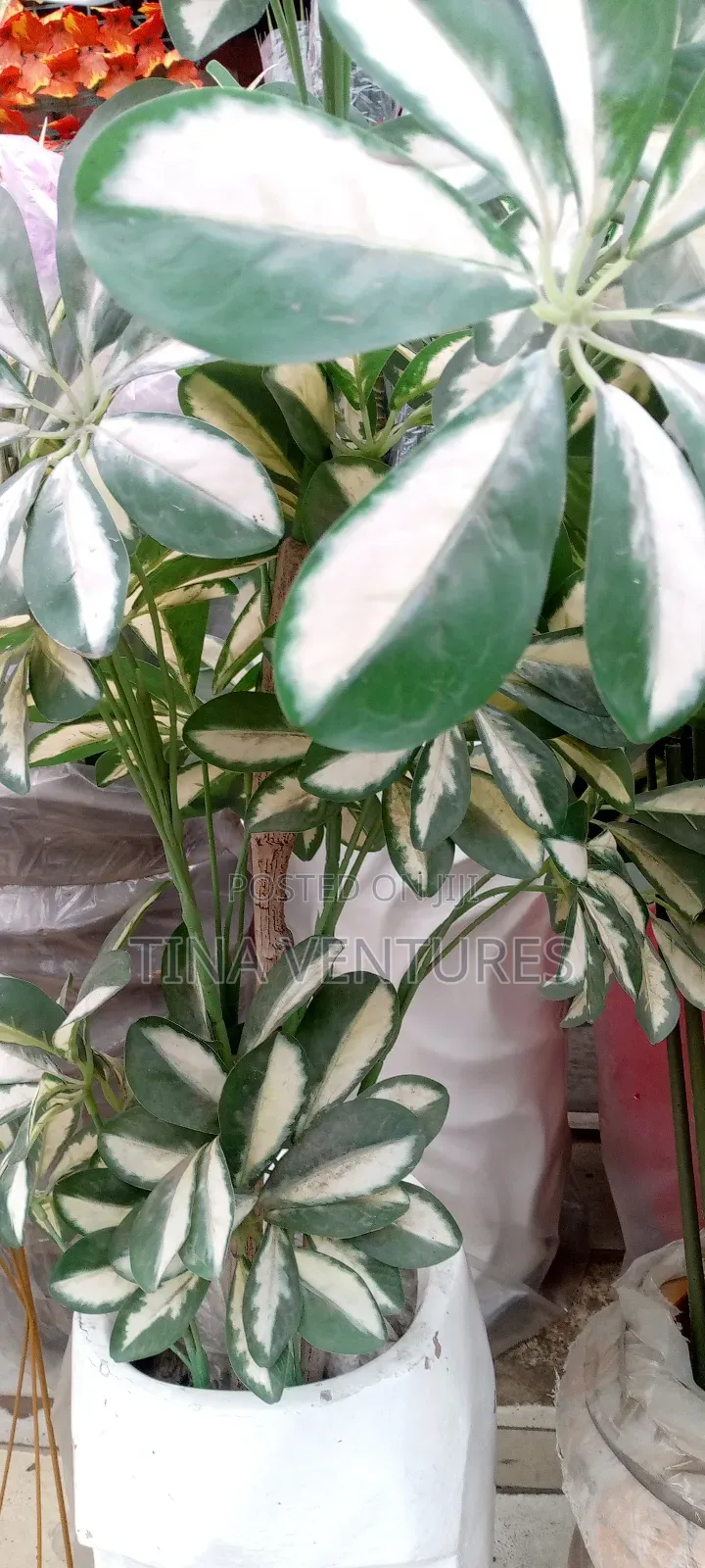 ‎Artificial Flower and Pot Set ( Fine Quality)