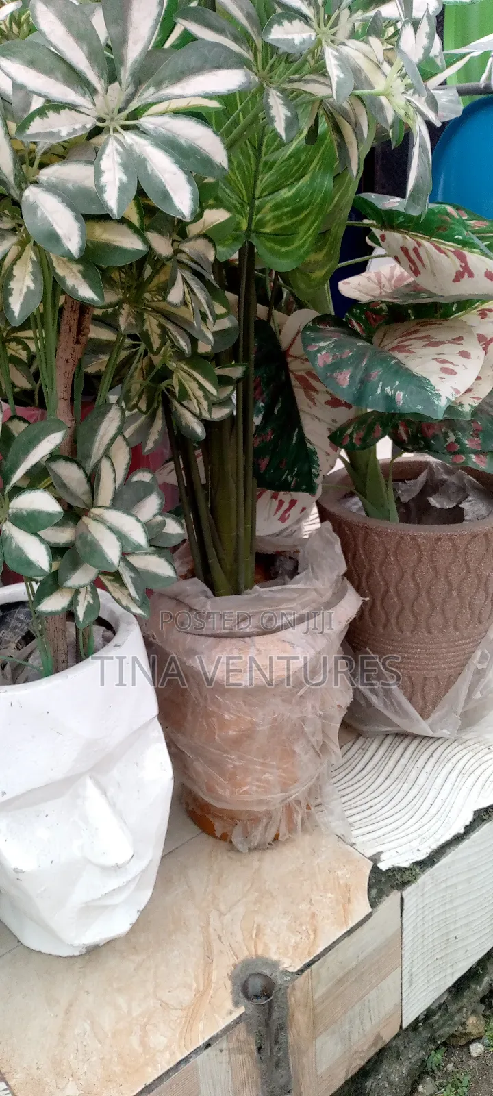 ‎Artificial Flower and Pot Set ( Fine Quality)