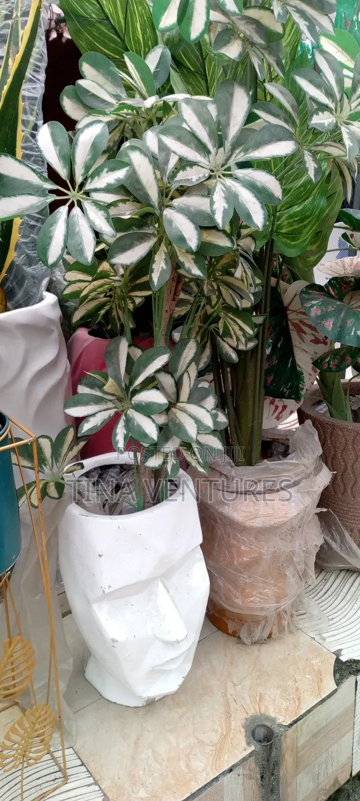 ‎Artificial Flower and Pot Set ( Fine Quality)