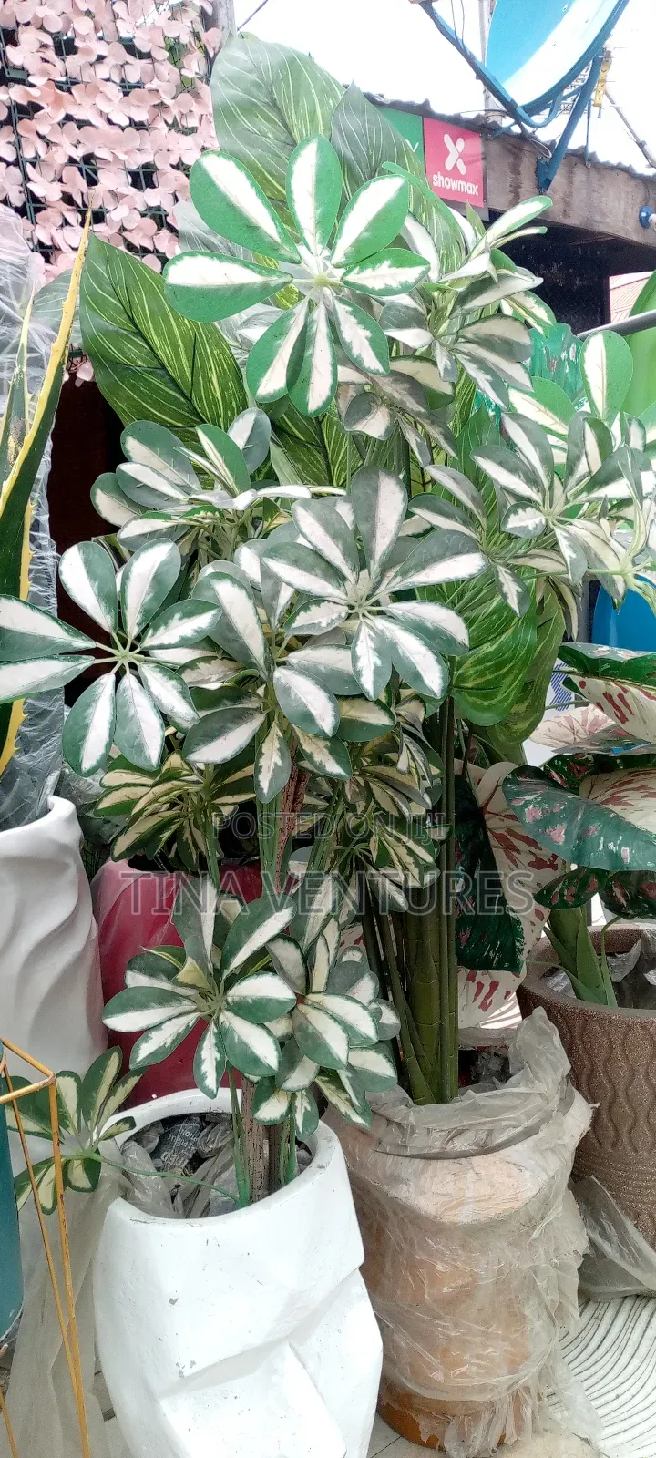 ‎Artificial Flower and Pot Set ( Fine Quality)