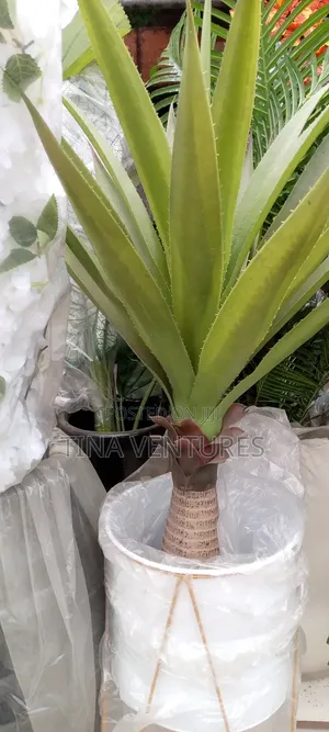 ‎Artificial Flower and Pot Set ( Fine Quality)