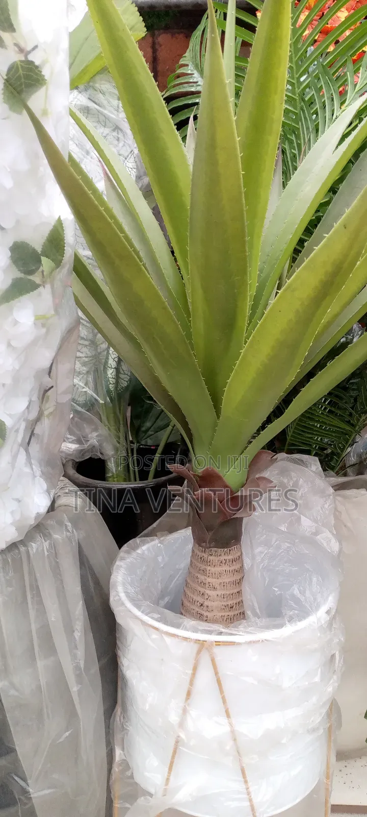 ‎Artificial Flower and Pot Set ( Fine Quality)