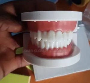 Dental Model - Teeth Model (Big Size)
