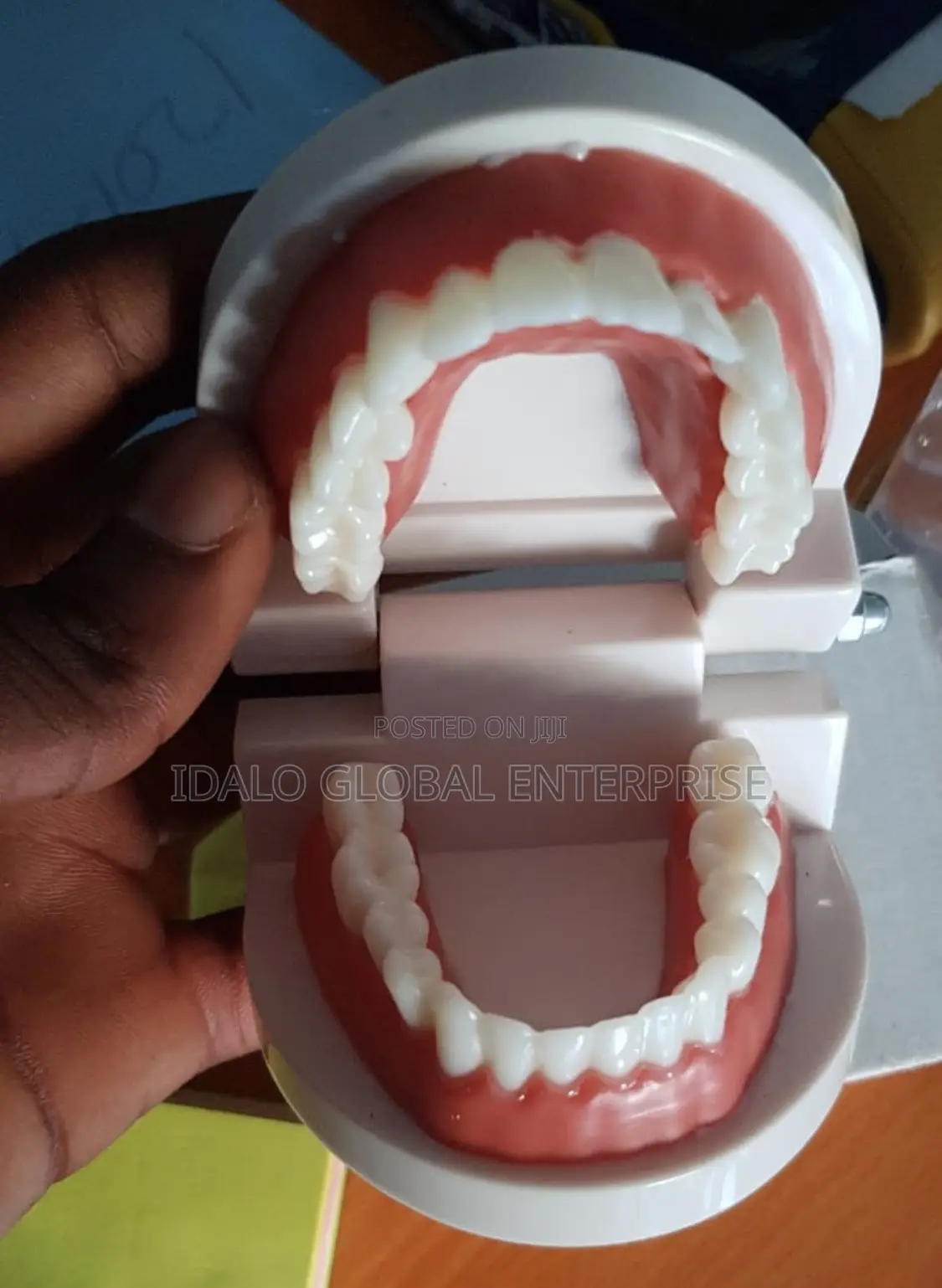 Dental Model - Teeth Model (Big Size)