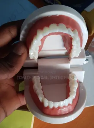 Dental Model - Teeth Model (Big Size)