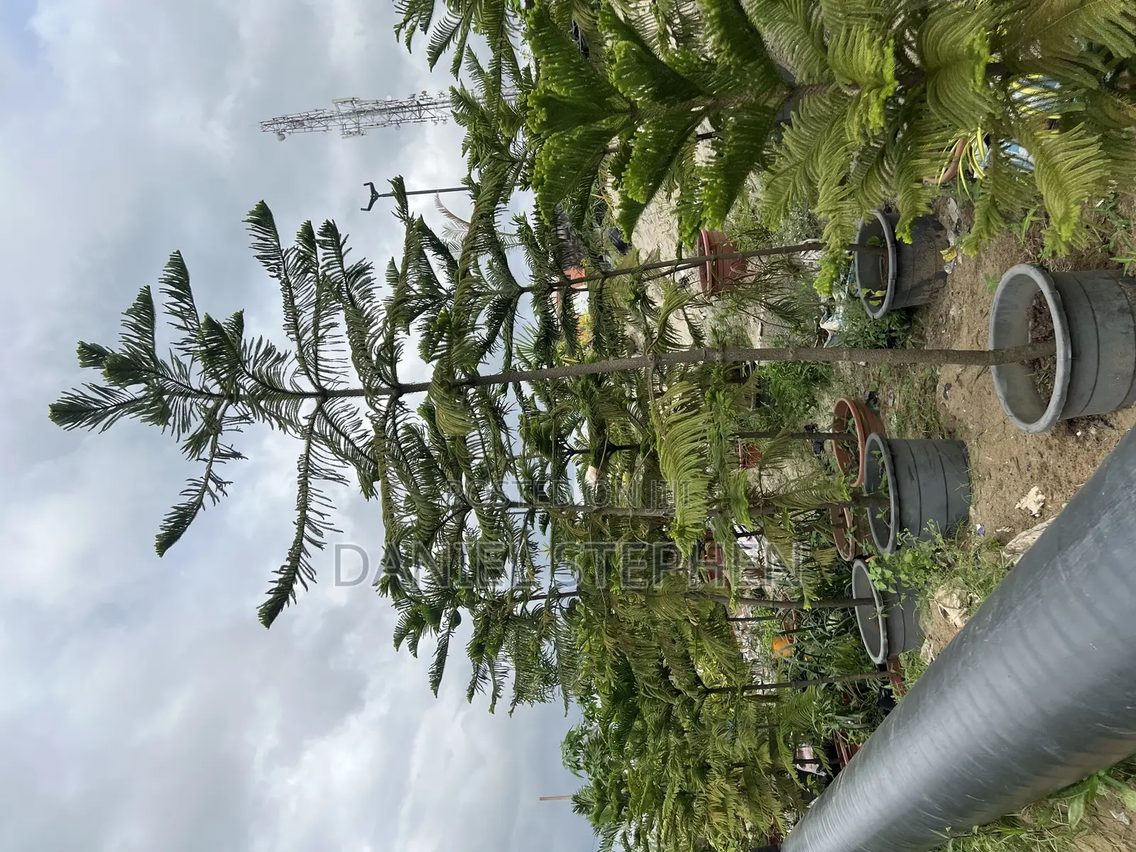 9 Feet Araucaria