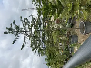 9 Feet Araucaria