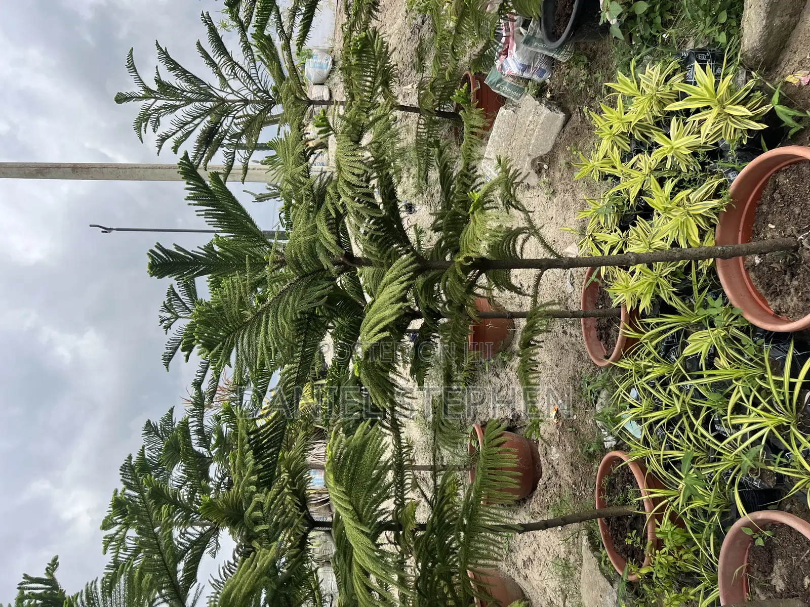 9 Feet Araucaria