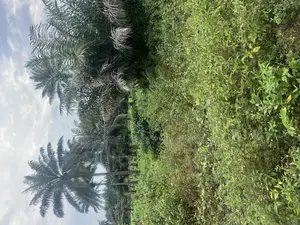 Ogun Waterside 800 Acres for Sale at Ijebu Comes With Survey