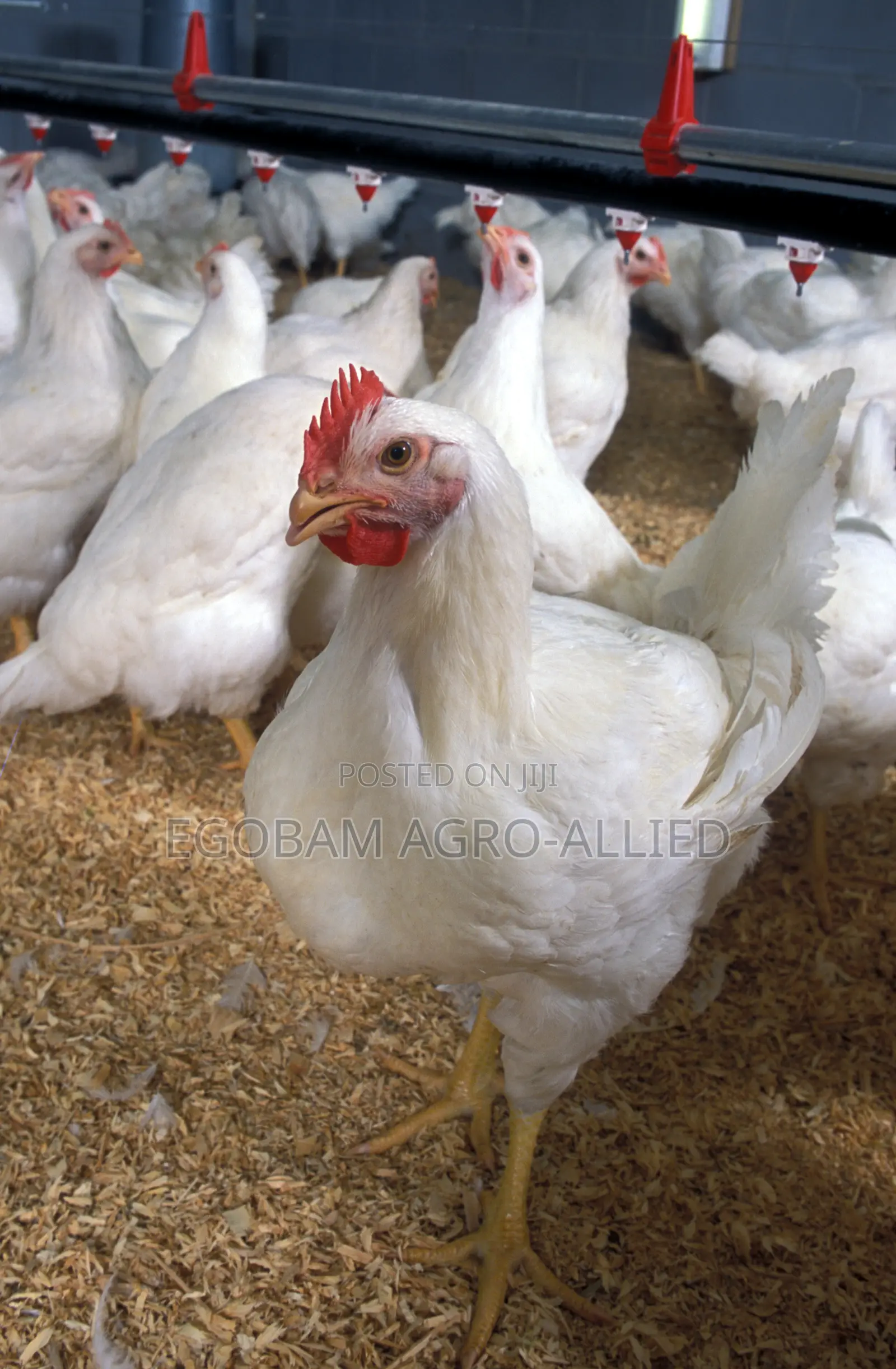 Broilers and Eggs for Sale