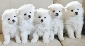 1-3 months Female Purebred American Eskimo