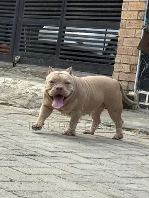1+ year Female Purebred American Bully