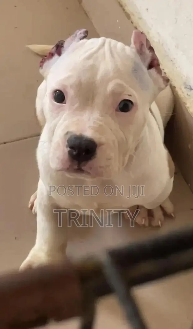 1-3 months Male Purebred American Bully in Ibadan Dogs Puppies