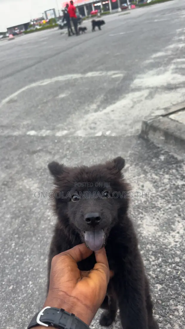 1-3 months Male Purebred Chow Chow in Ajah Dogs Puppies, Yusuf