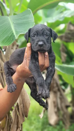 1-3 months Female Purebred Cane Corso