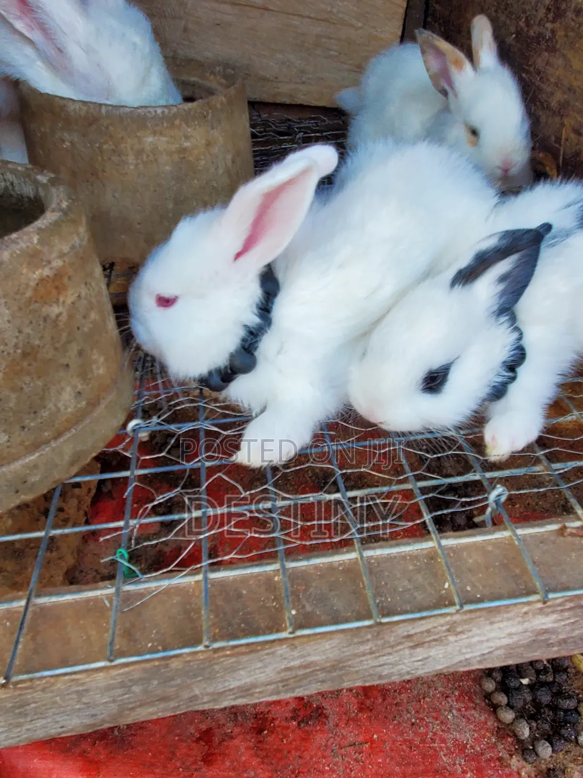 Designer Bunnies 