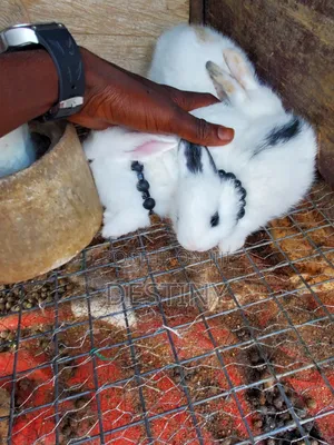 Designer Bunnies 