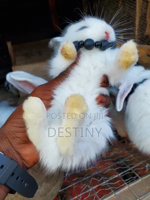 Designer Bunnies 