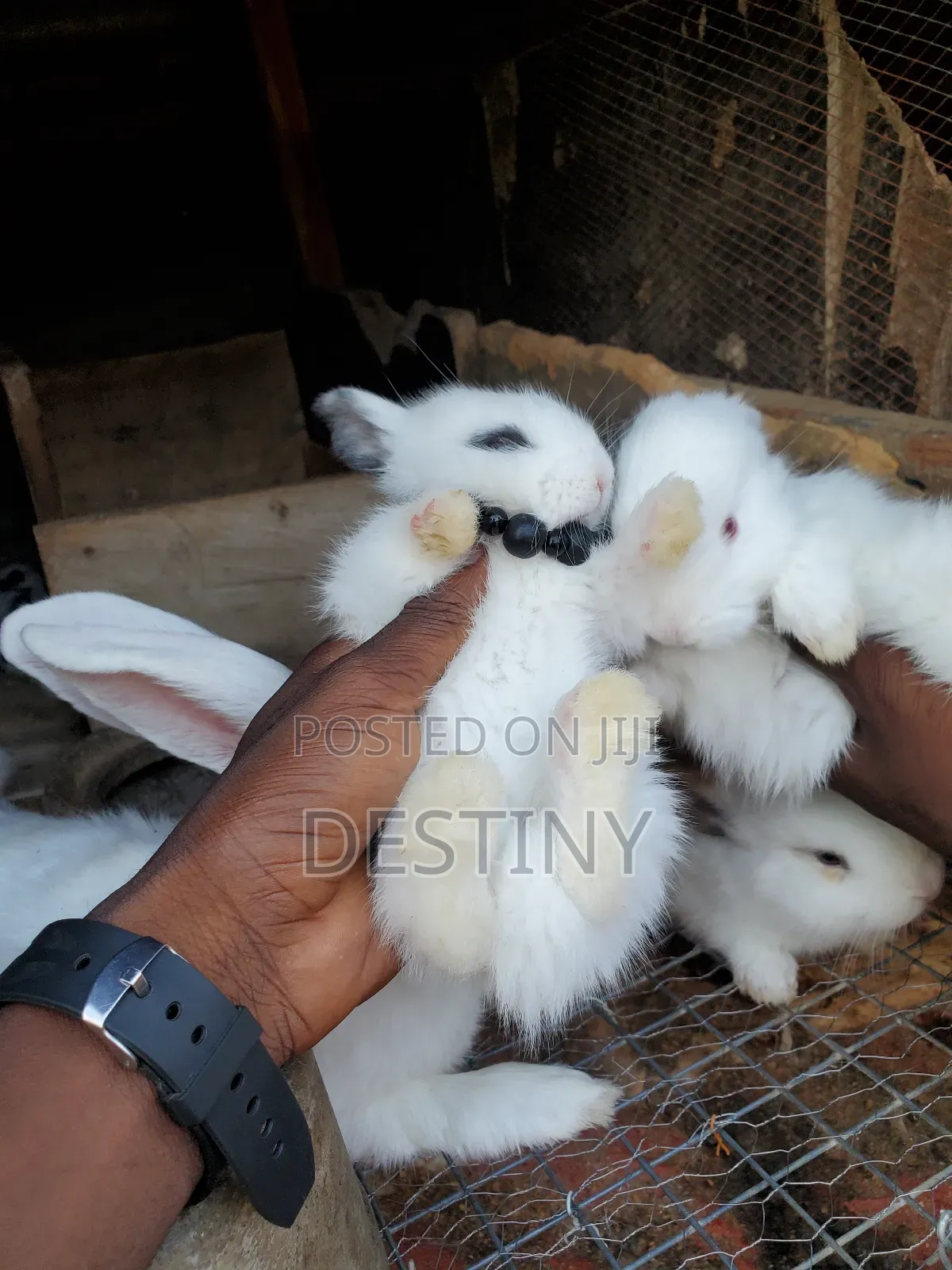 Designer Bunnies 