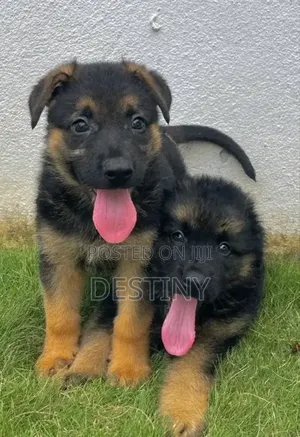 1-3 months Male Purebred German Shepherd