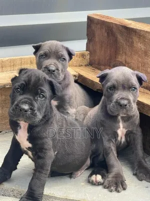 1-3 months Female Purebred Cane Corso