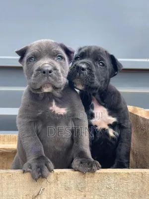 1-3 months Male Purebred Cane Corso