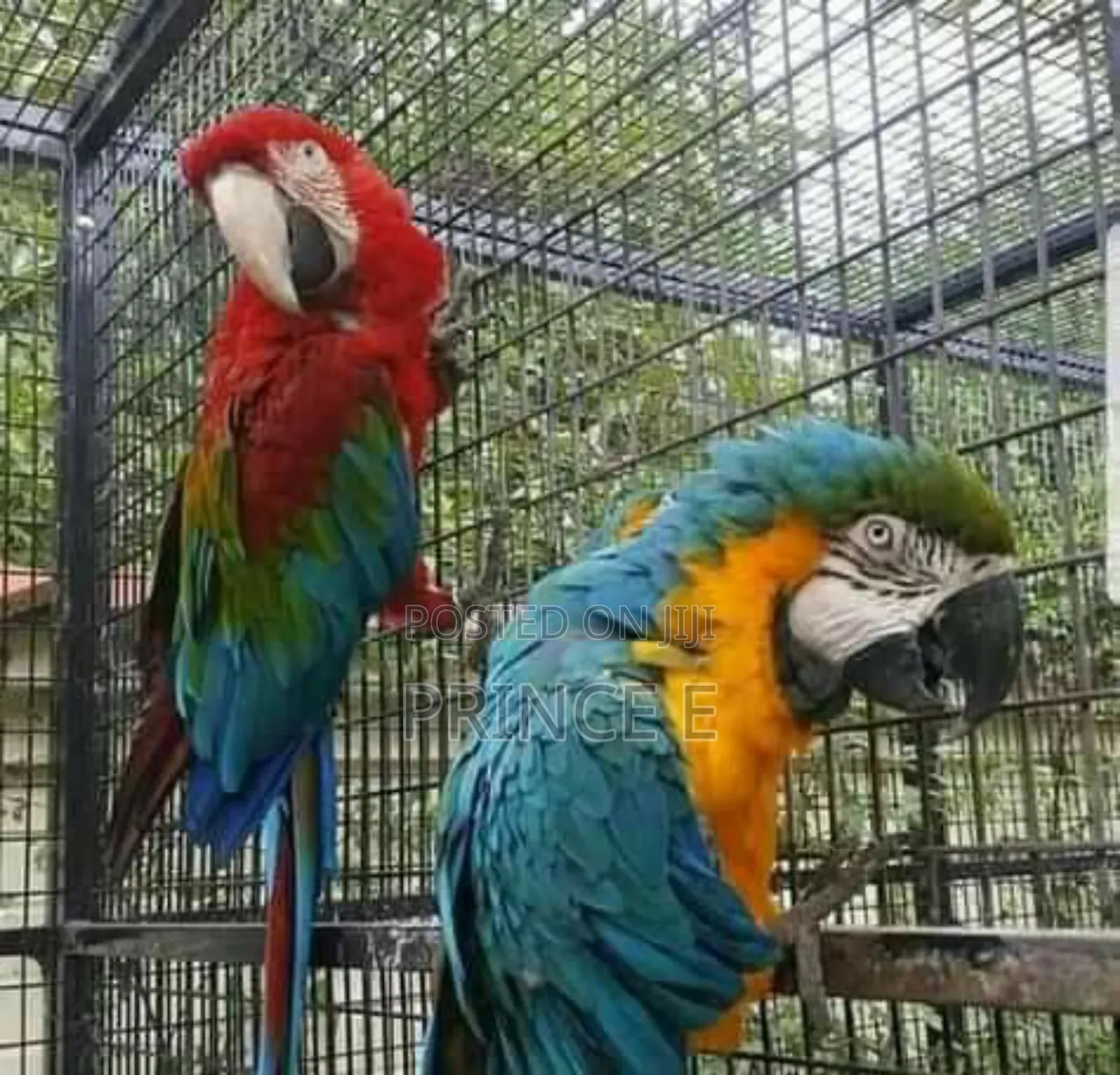 Imported Macaw Birds Available