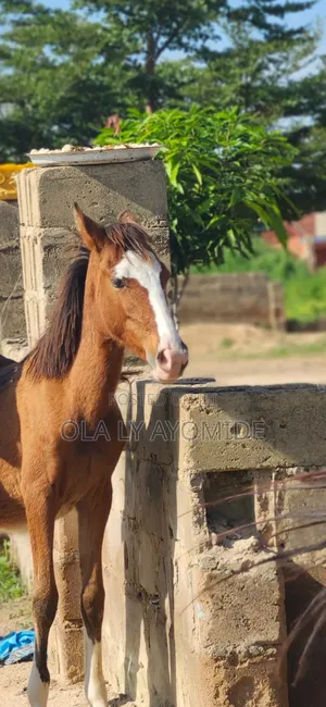 Horse for Sell Cross Talon