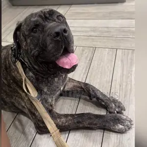 1+ year Male Purebred Boerboel