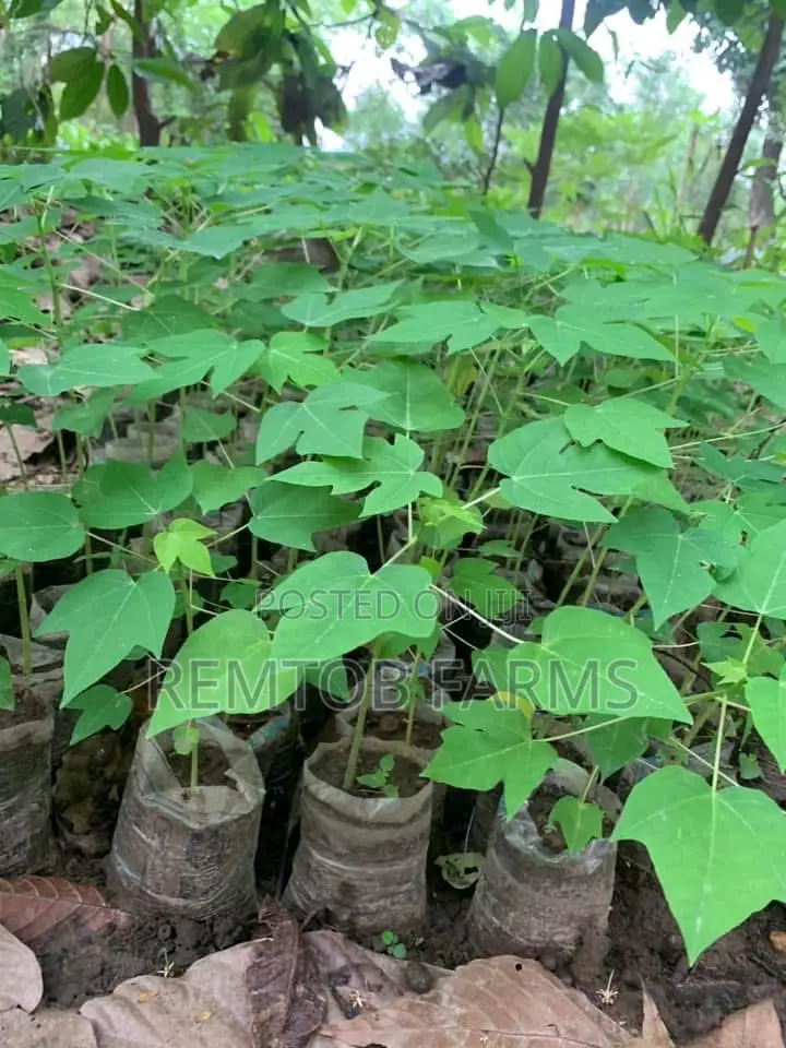 Hybrid Tenera (F1) Oil Palm Seedlings