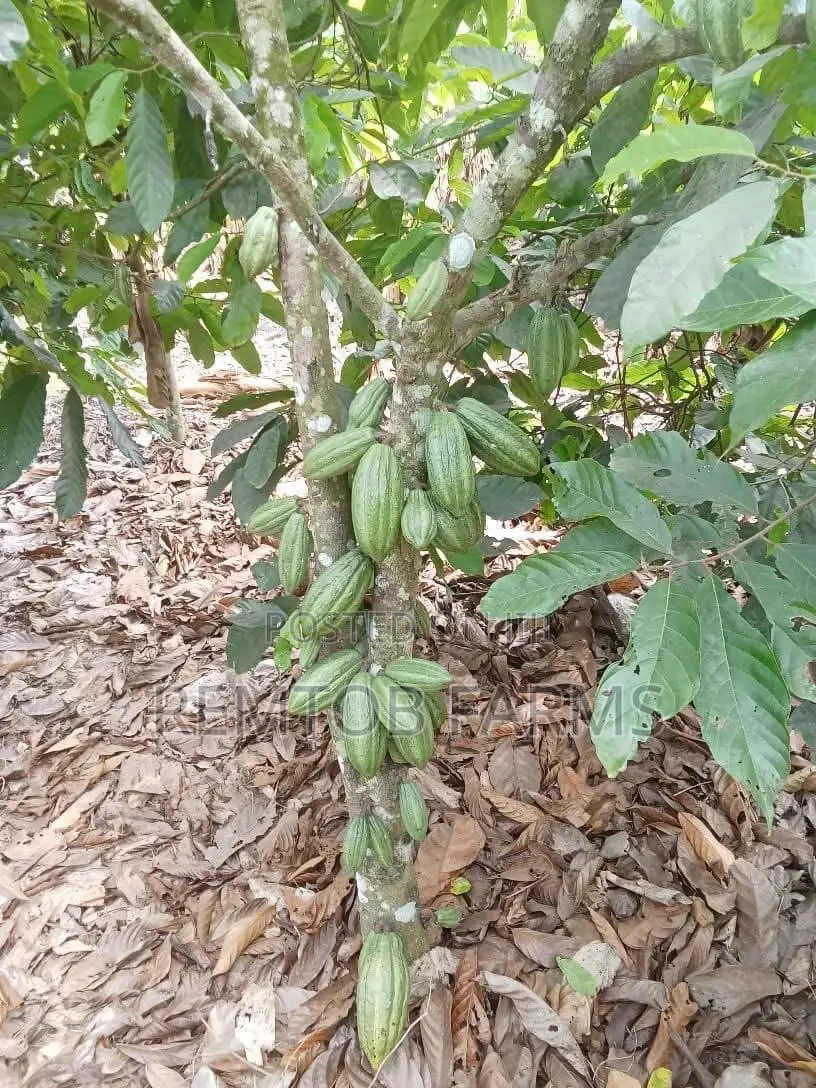 Hybrid Tenera (F1) Oil Palm Seedlings