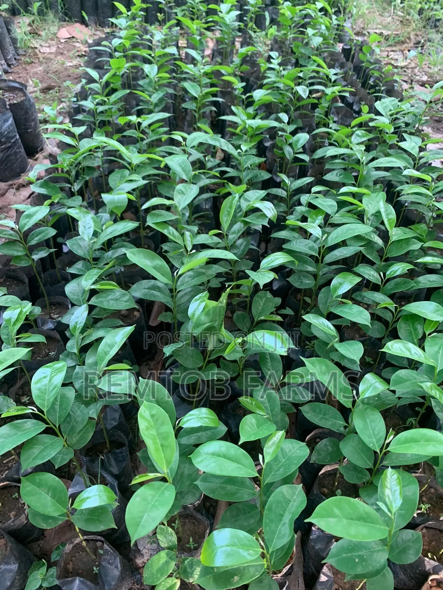 Hybrid Tenera (F1) Oil Palm Seedlings