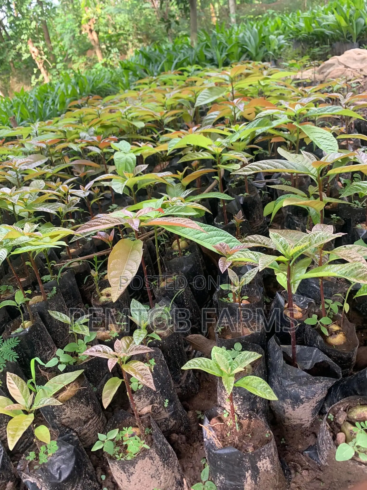 Hybrid Tenera (F1) Oil Palm Seedlings