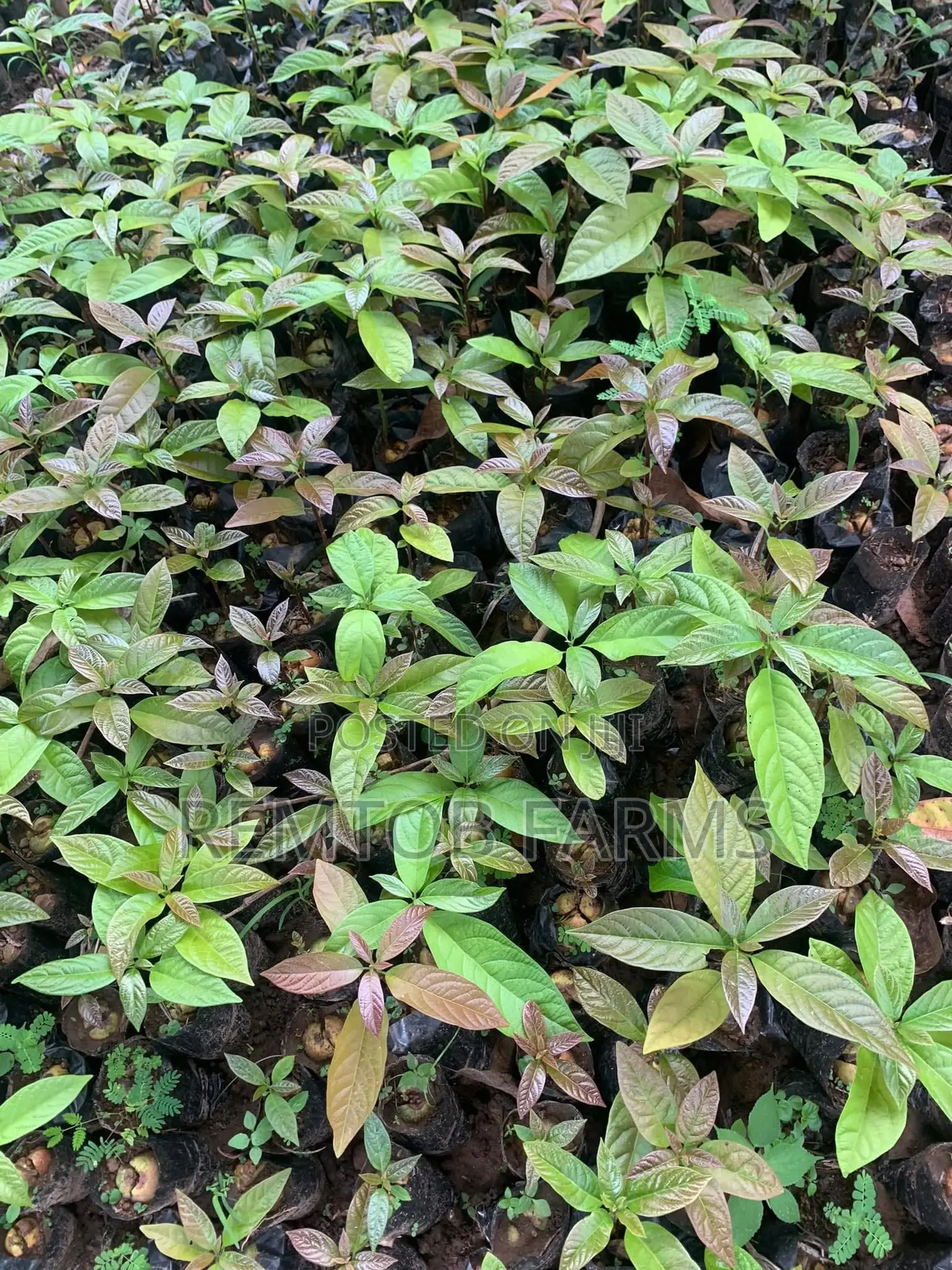 Hybrid Tenera (F1) Oil Palm Seedlings