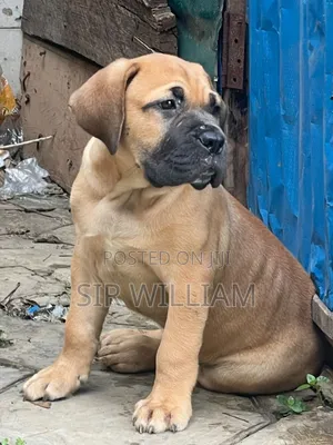 3-6 months Male Purebred Boerboel